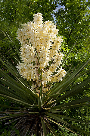 Yucca in Bloom, Hill Country, TX